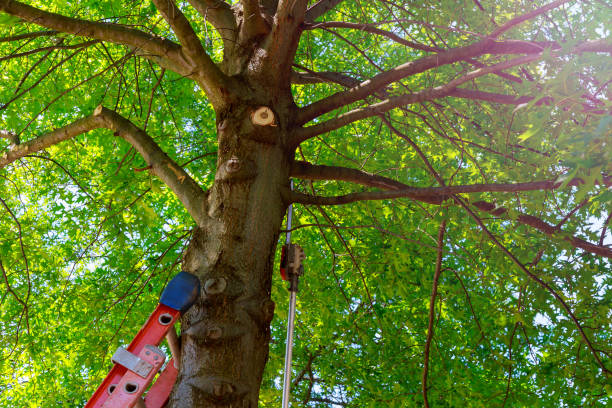 Palm Tree Trimming in Yardley, PA